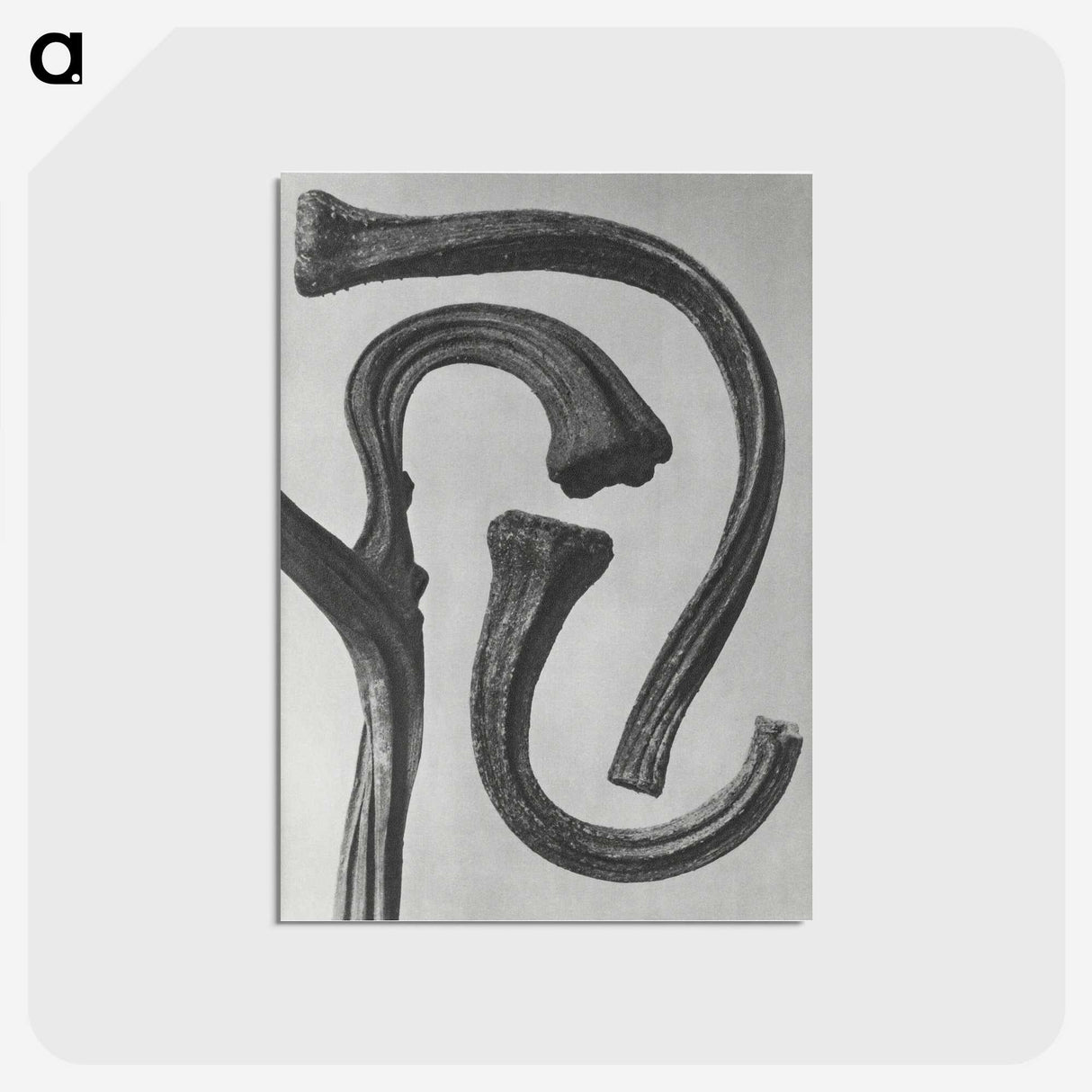 1-88_Karl-Blossfeldt_postcard