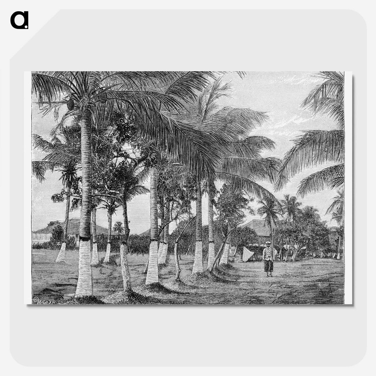 1-88_Les-Palmiers-Histoire-Iconographique_picture-crop