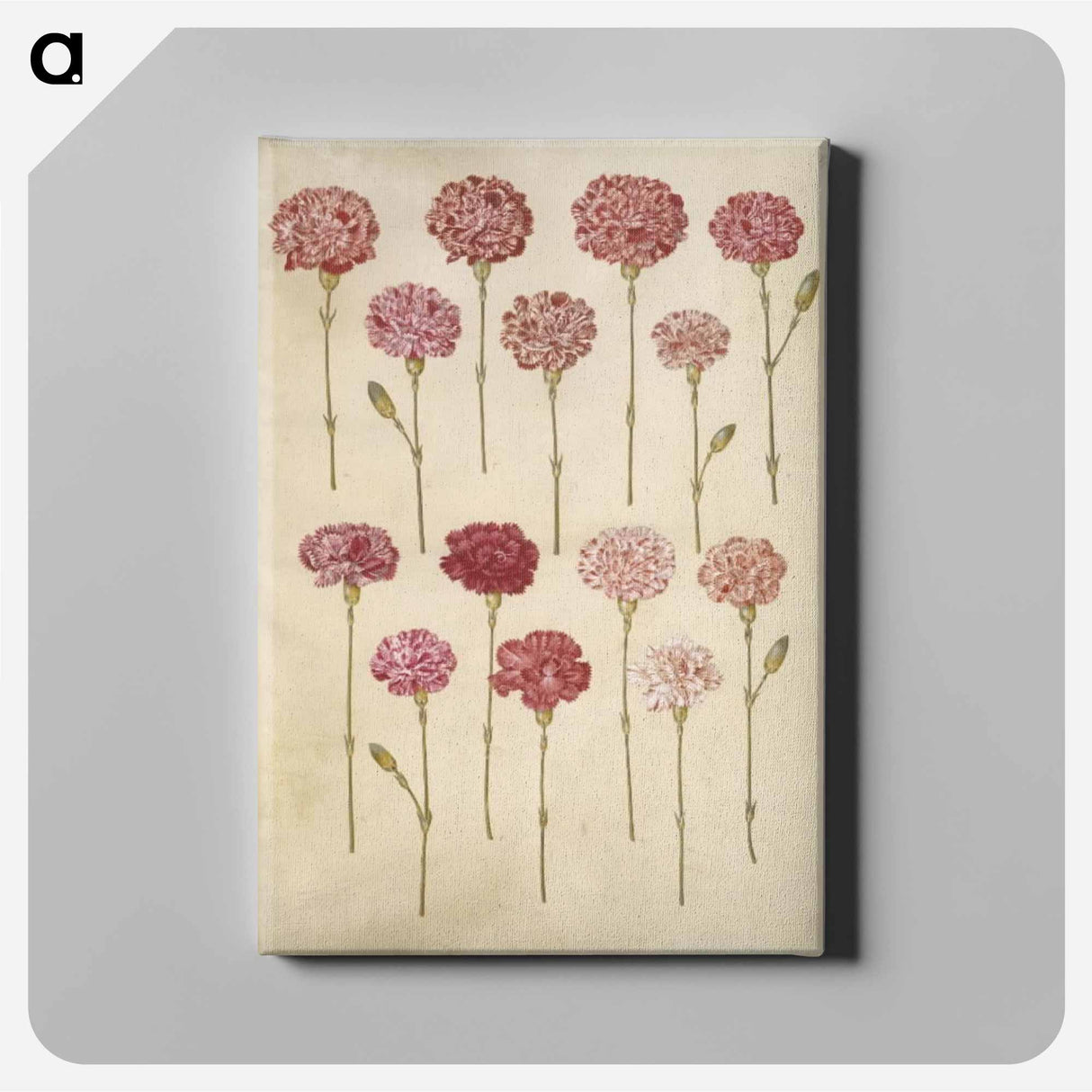 アートパネル-Dianthus caryophyllus
- マリア ジビーラ メーリアン Canvas.