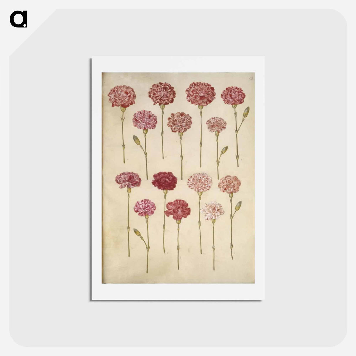 アートポストカード-Dianthus caryophyllus
- マリア ジビーラ メーリアン Postcard.