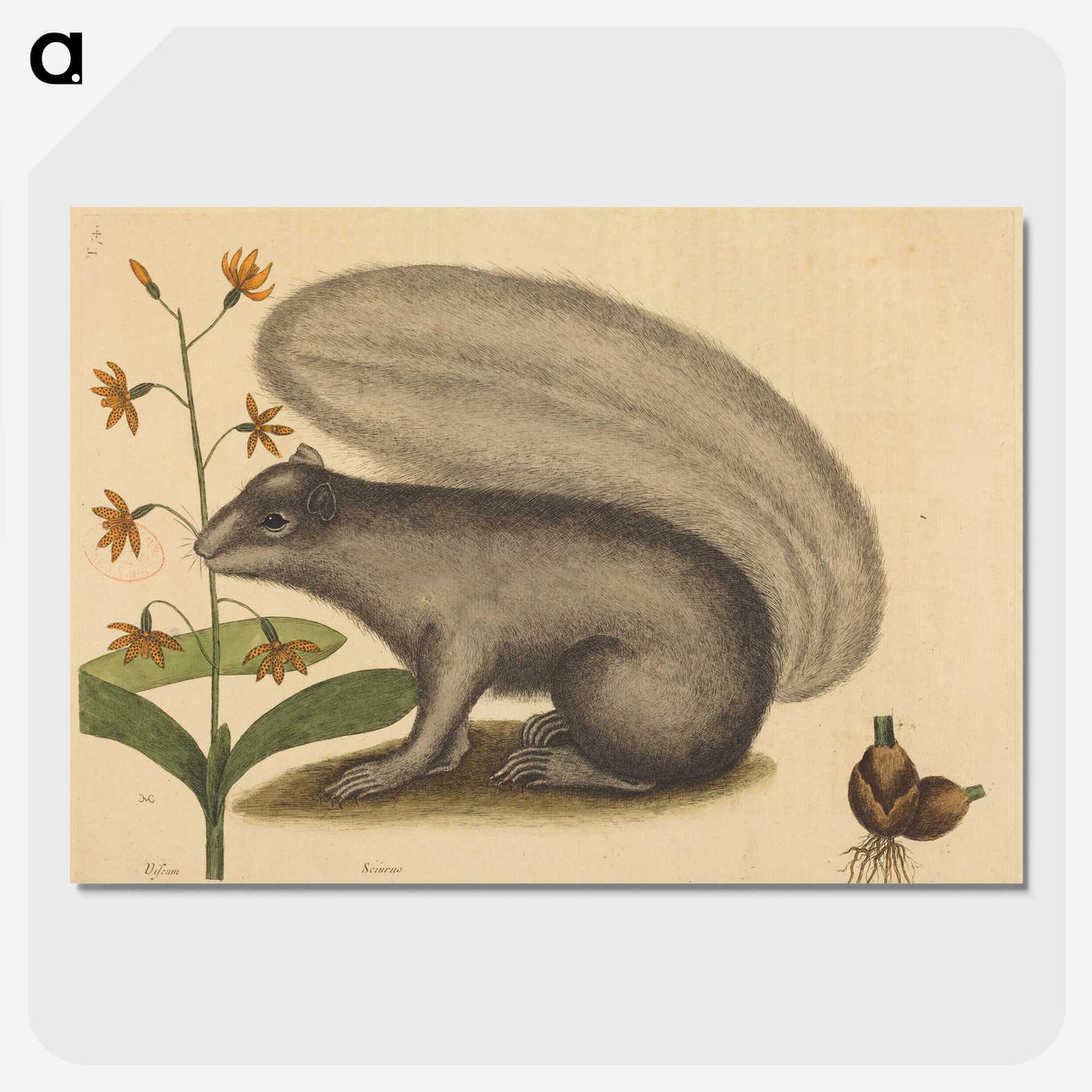 1-88_Mark-Catesby_picture-crop