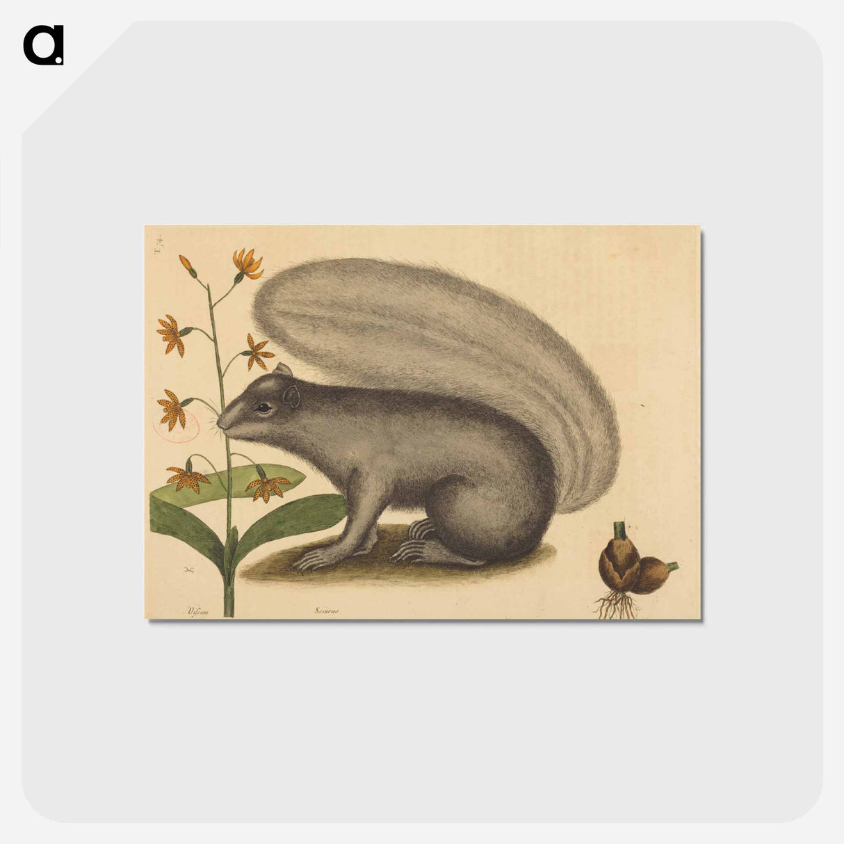 アートポストカード-The Grey Fox Squirrel
- マーク ケイツビー Postcard.