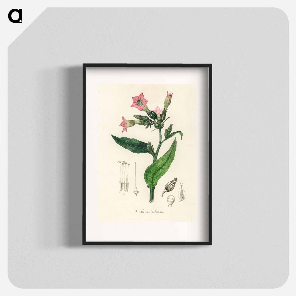 アートポスター-Nicotiana tabacum Illustration
- 薬用植物学 Poster.