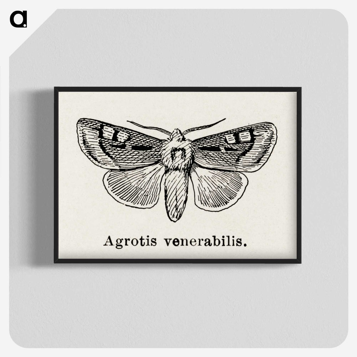 1-88_Moths-and-Butterflies-of-the-United-States_blk-crop