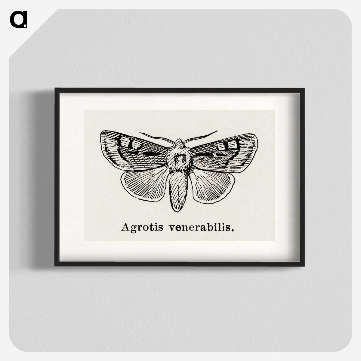 1-88_Moths-and-Butterflies-of-the-United-States_blk