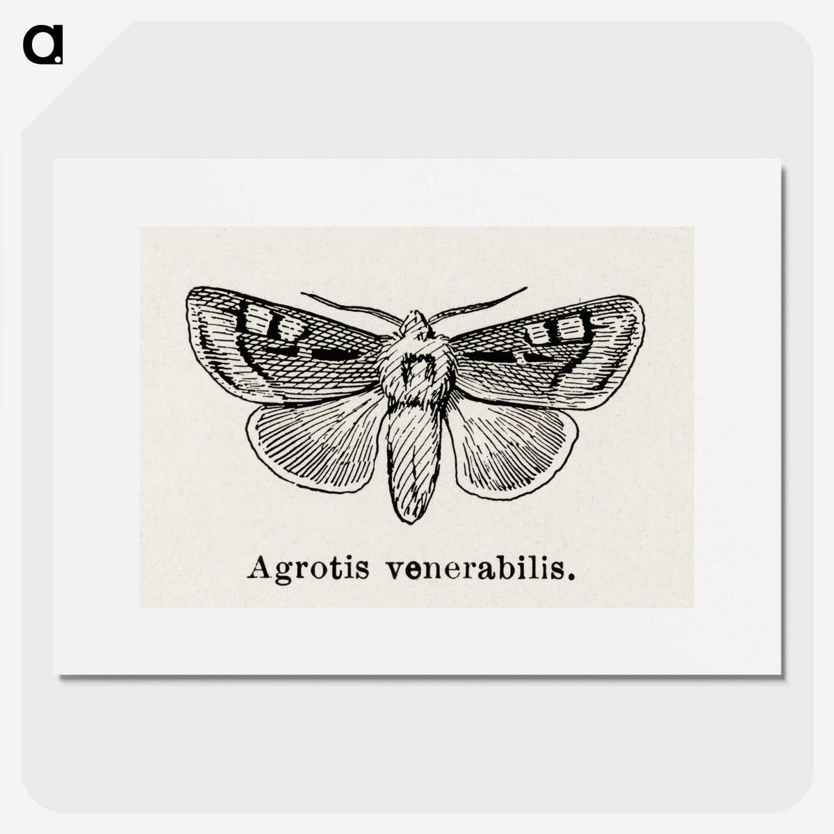 1-88_Moths-and-Butterflies-of-the-United-States_picture