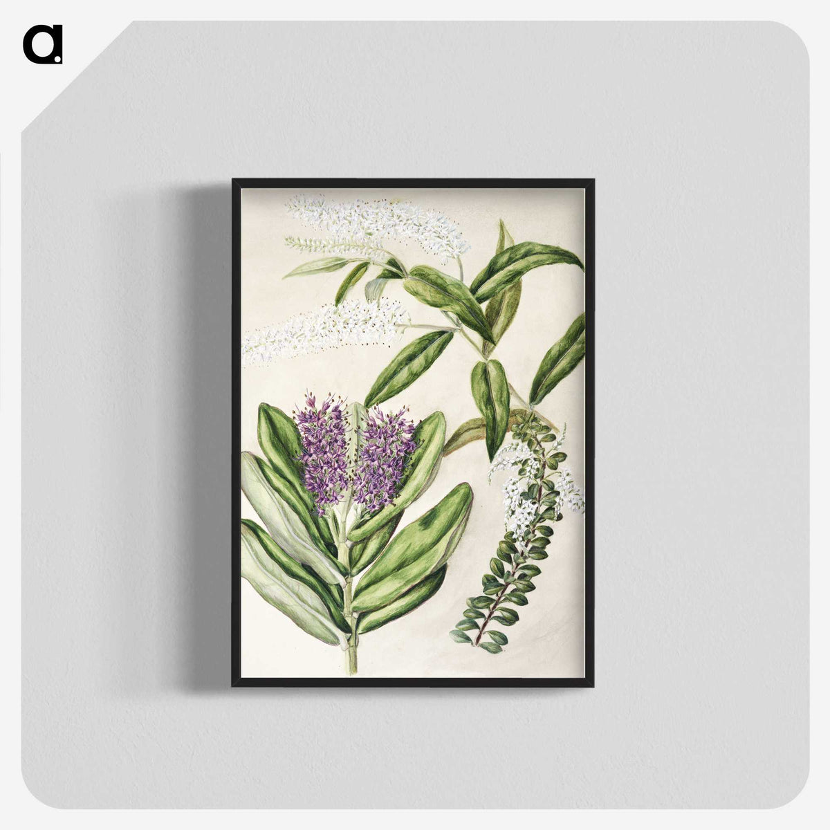1-88_Native-Flowering-Plants-of-New-Zealand_blk-crop