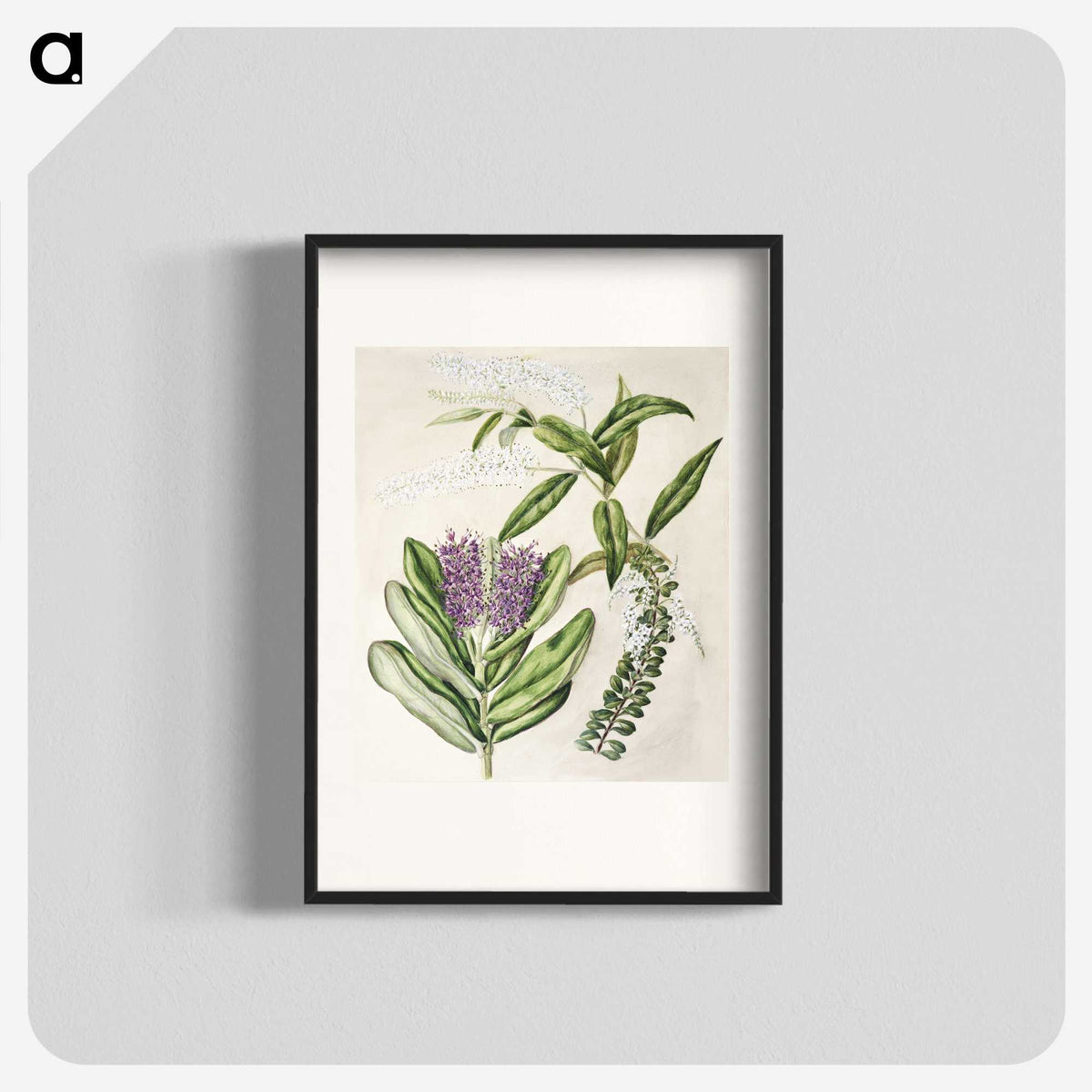 1-88_Native-Flowering-Plants-of-New-Zealand_blk
