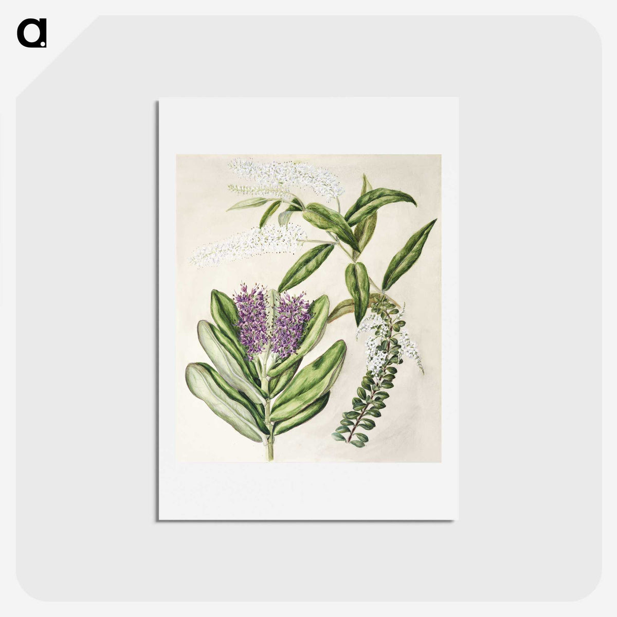 1-88_Native-Flowering-Plants-of-New-Zealand_hagaki