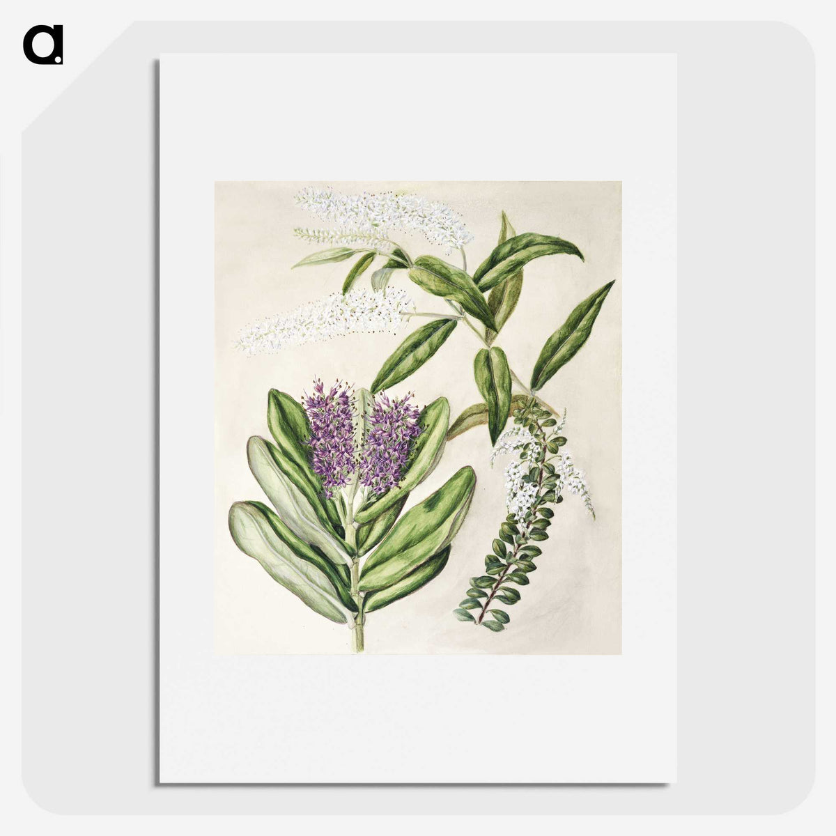 1-88_Native-Flowering-Plants-of-New-Zealand_picture