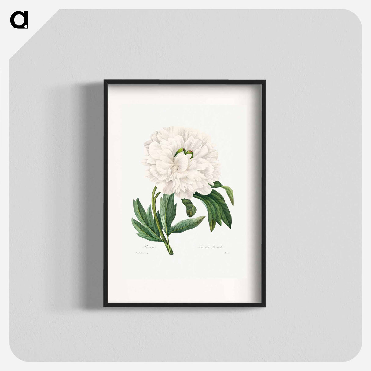 Peony - Pierre Joseph Redouté Poster.