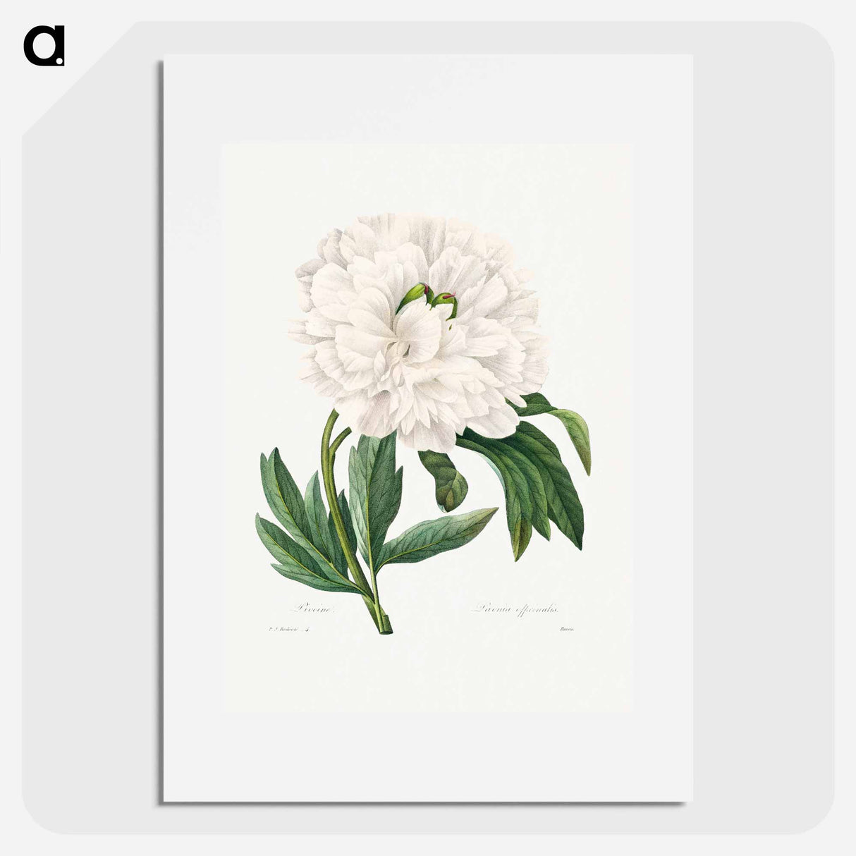 Peony - Pierre Joseph Redouté Poster.
