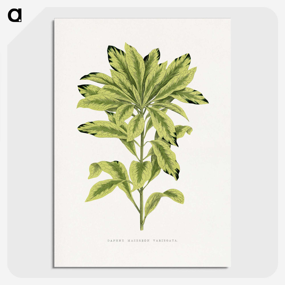 1-88_Plants-with-Colored-Foliage_picture-crop