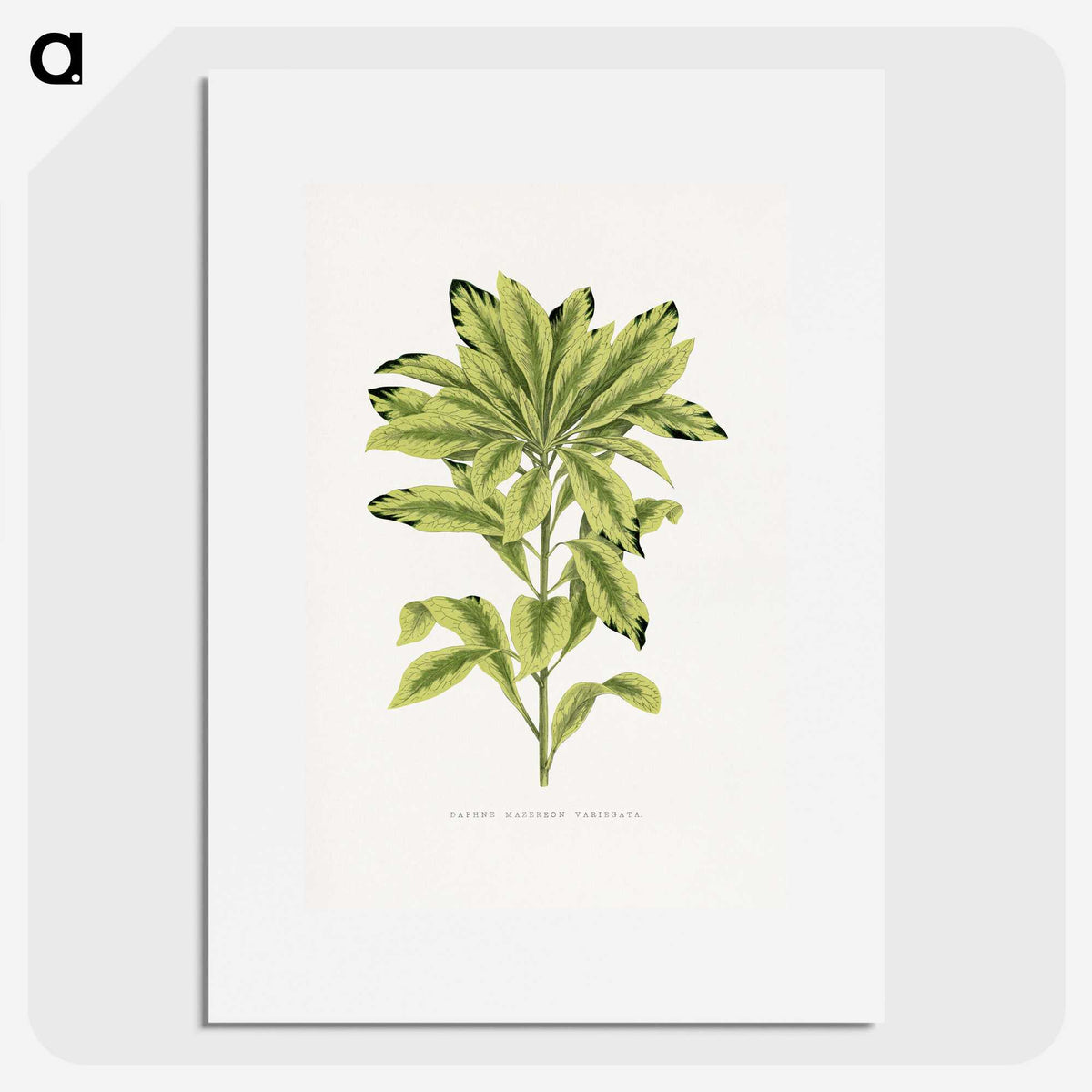 1-88_Plants-with-Colored-Foliage_picture