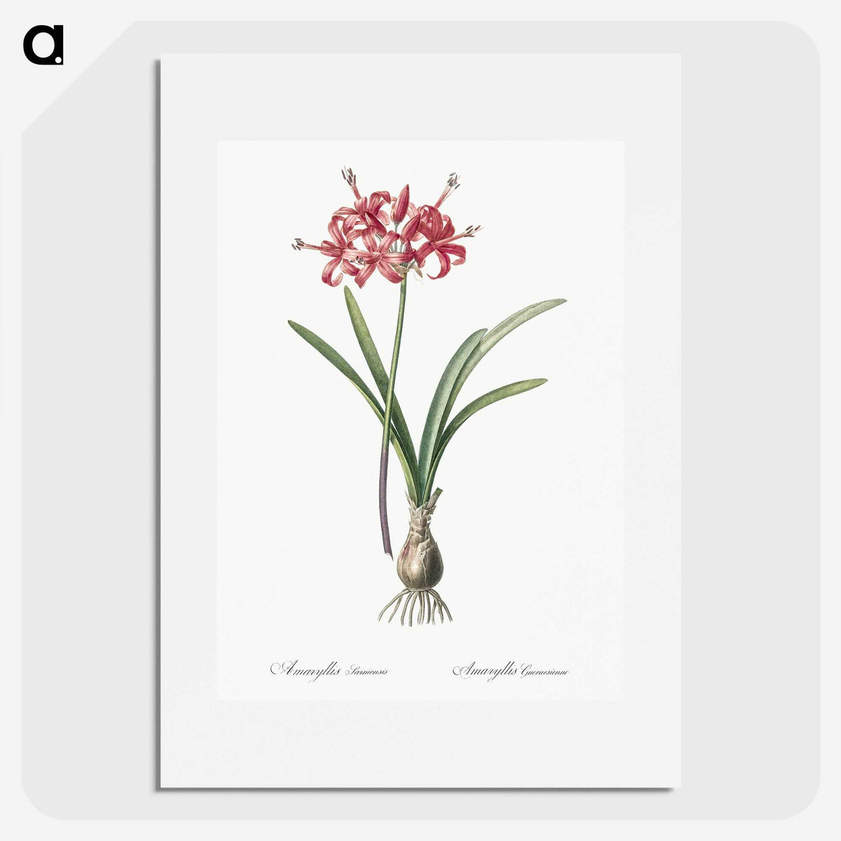 1-88_The-Lilies_picture