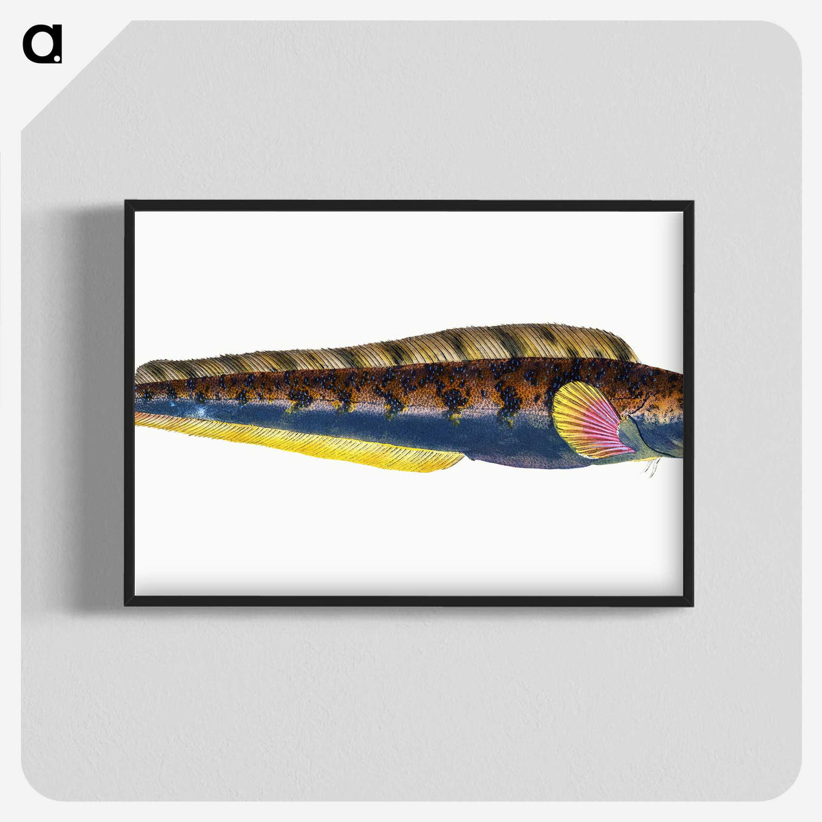 1-88_The-Natural-History-of-British-Fishes_blk-crop