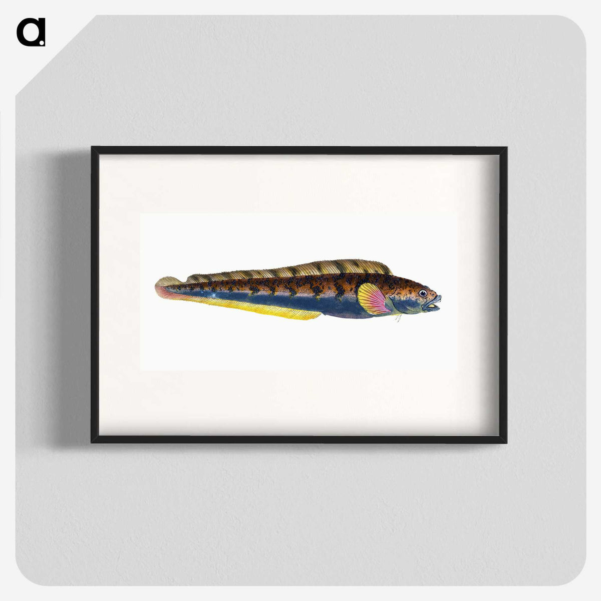 1-88_The-Natural-History-of-British-Fishes_blk