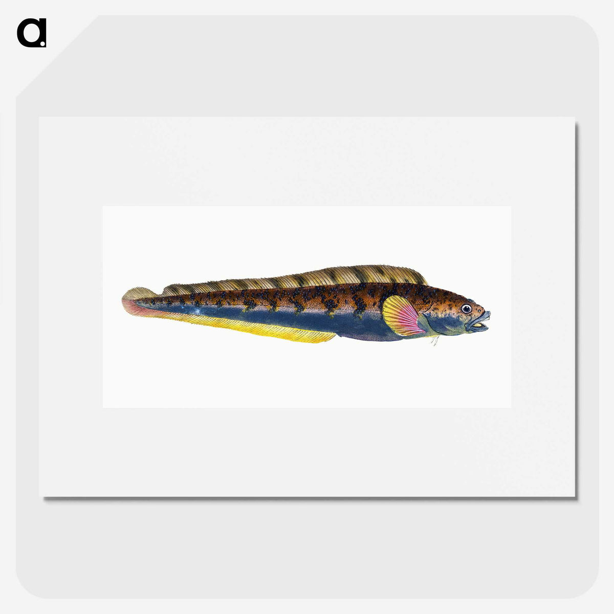 1-88_The-Natural-History-of-British-Fishes_picture