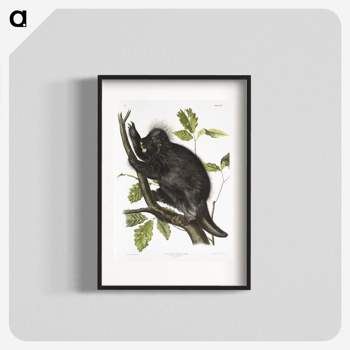 1-88_The-Viviparous-Quadrupeds_blk
