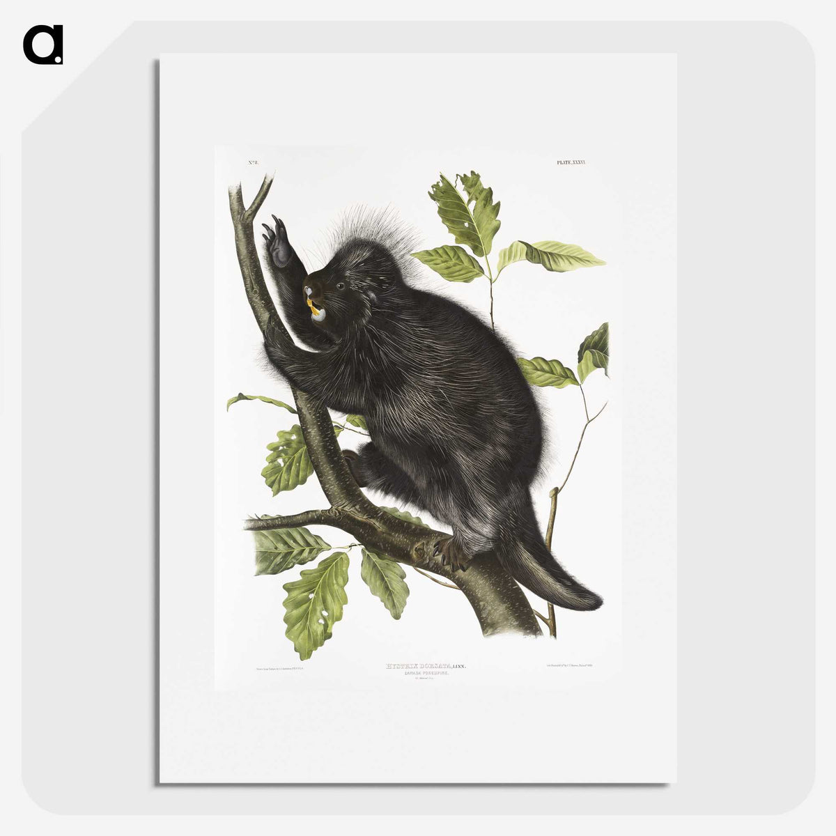 1-88_The-Viviparous-Quadrupeds_picture