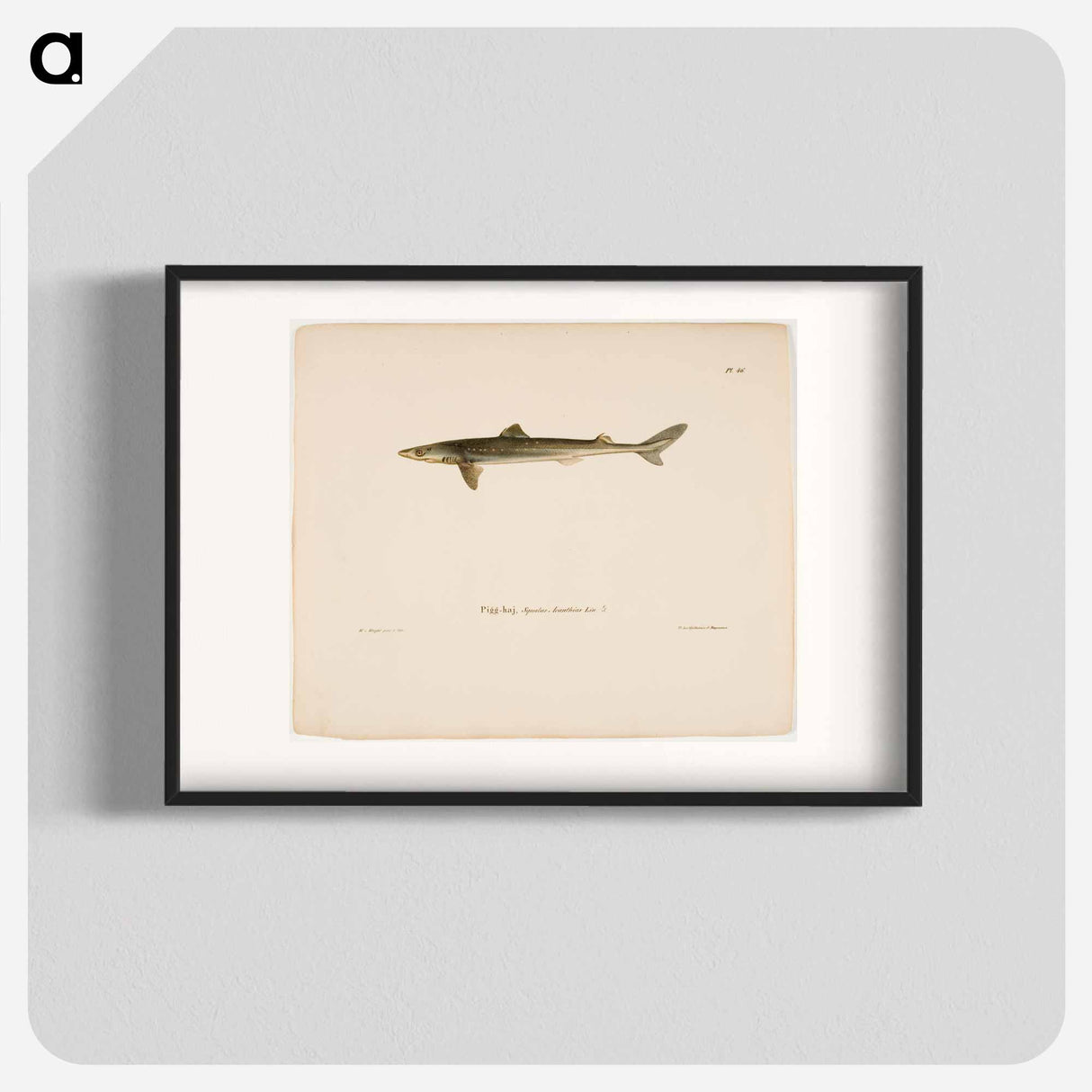 Dogfish - Wilhelm von Wright Poster.