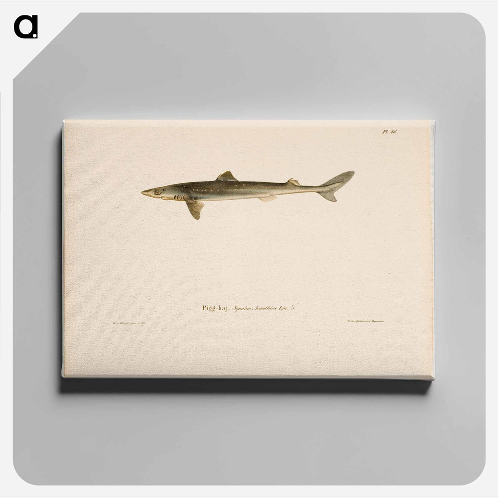 Dogfish - ヴィルヘルム フォン ライト Canvas.