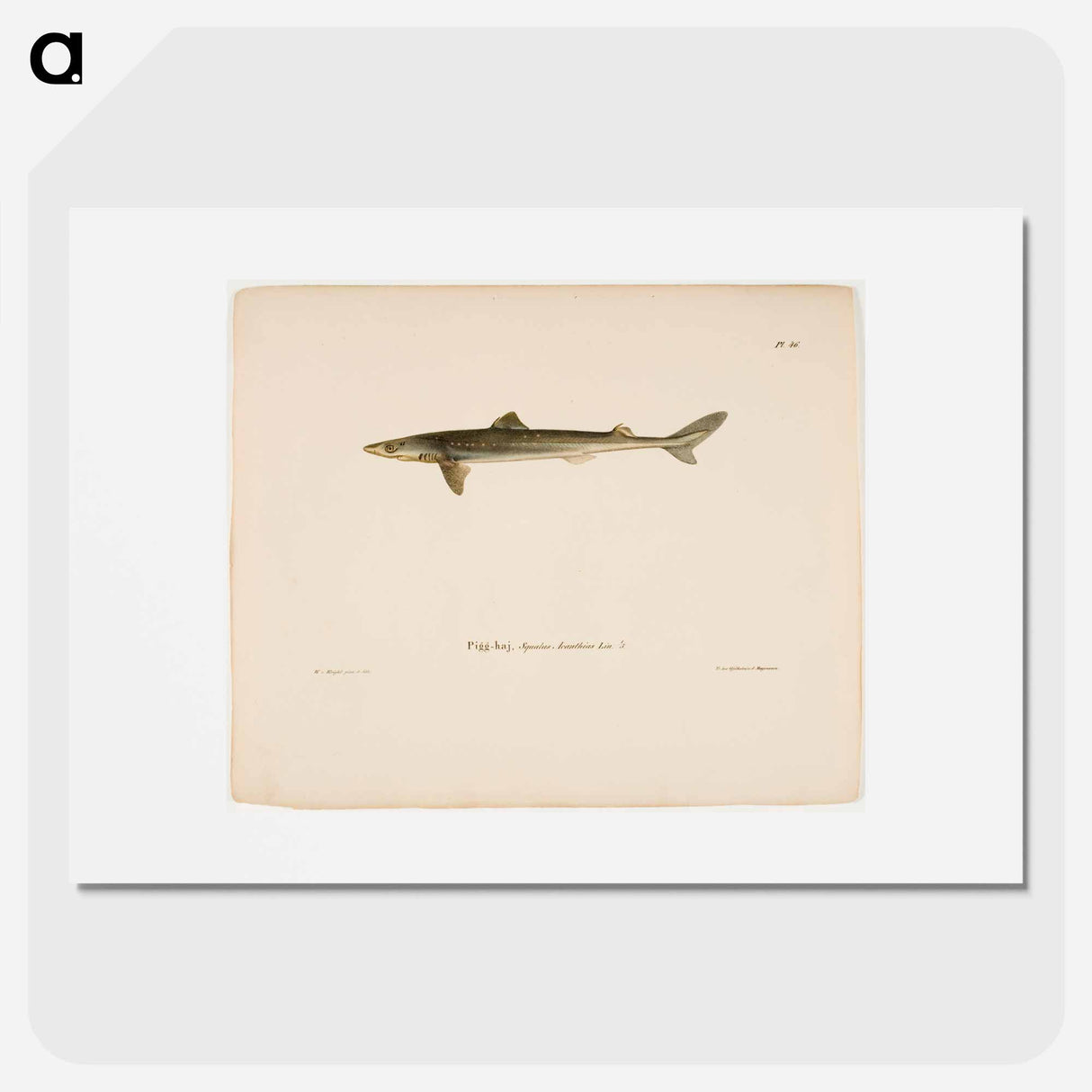 Dogfish - Wilhelm von Wright Poster.