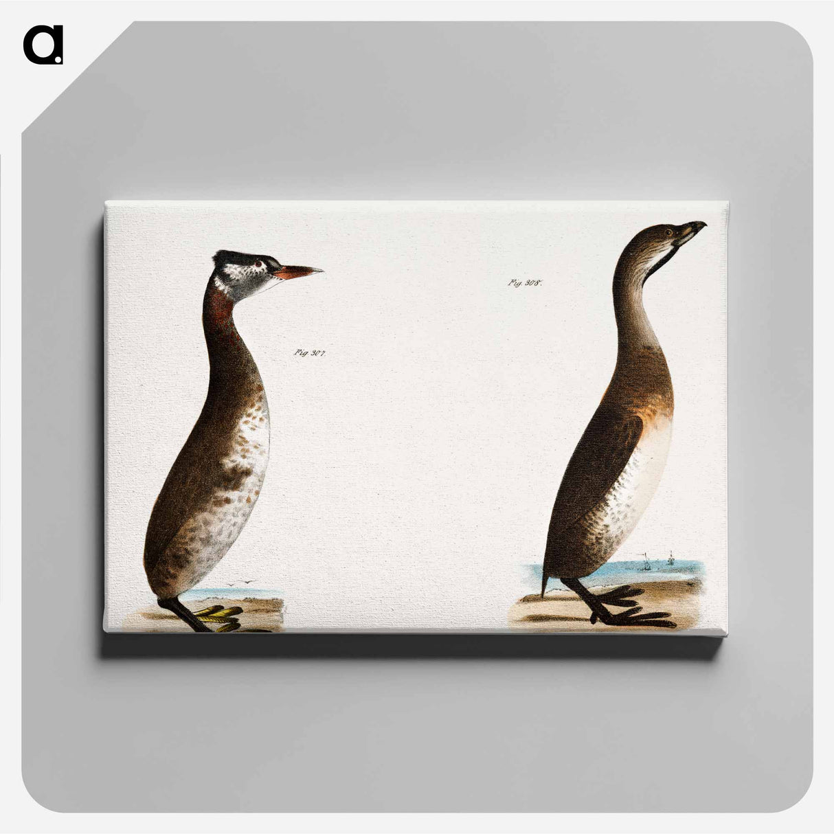 Red-necked Grebe - ニューヨークの動物学 Canvas.