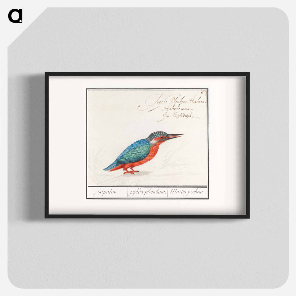 The Kingfisher - アンセルムス ボエティウス デ ブート Poster.