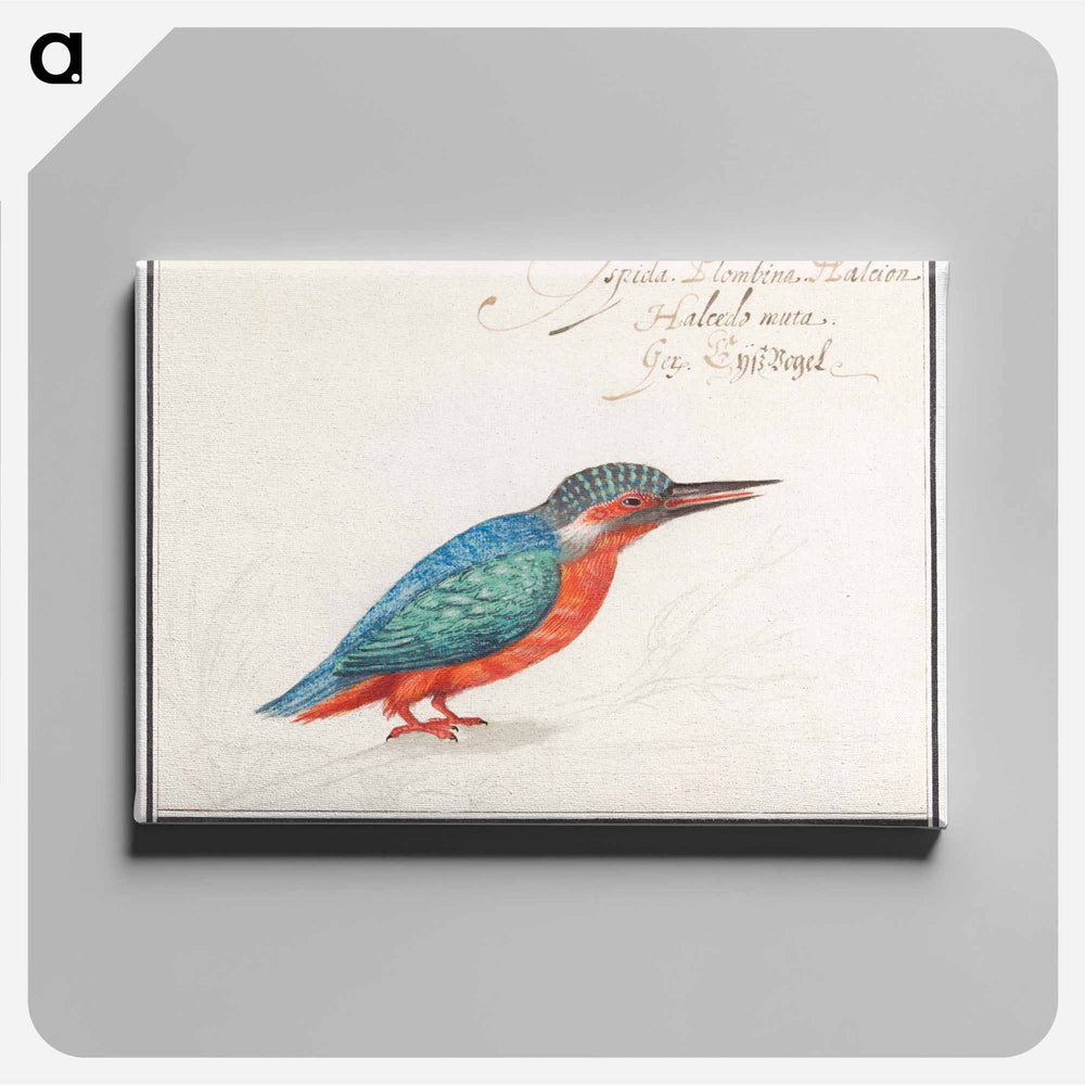 The Kingfisher - アンセルムス ボエティウス デ ブート Canvas.
