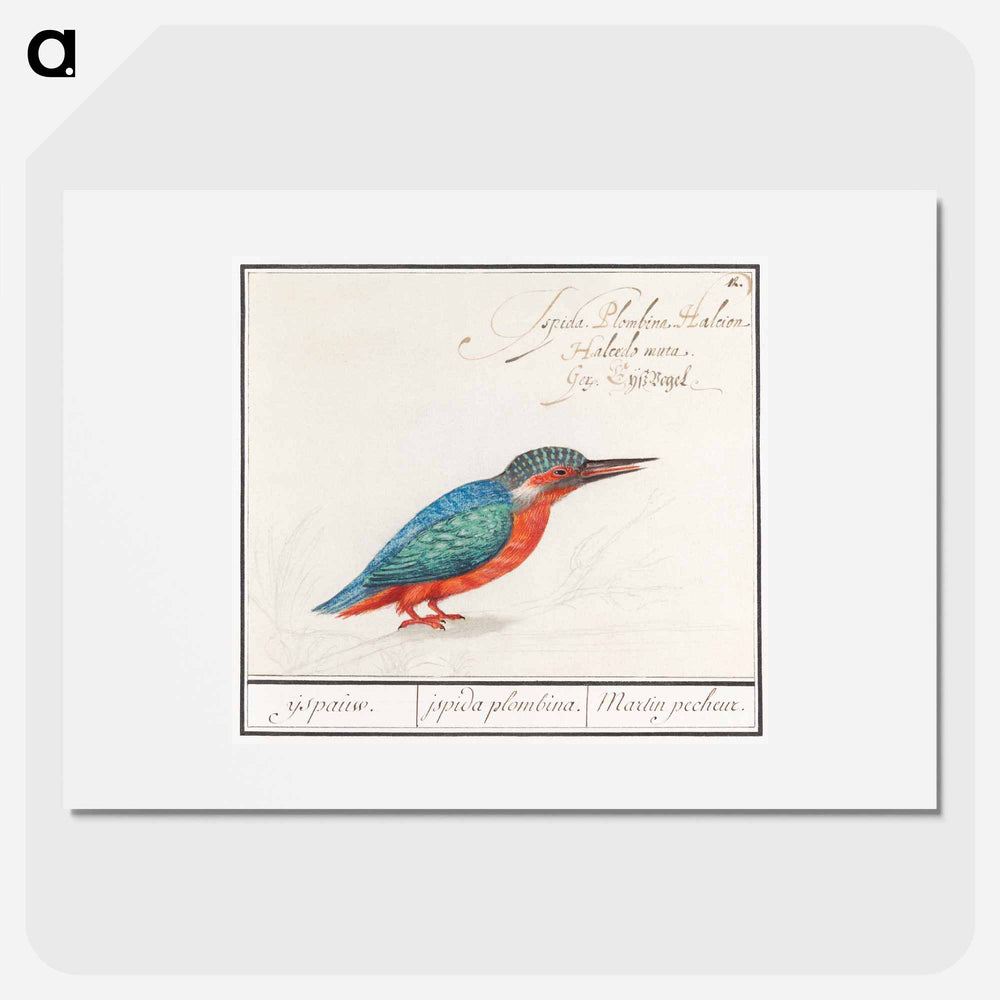 The Kingfisher - アンセルムス ボエティウス デ ブート Poster.