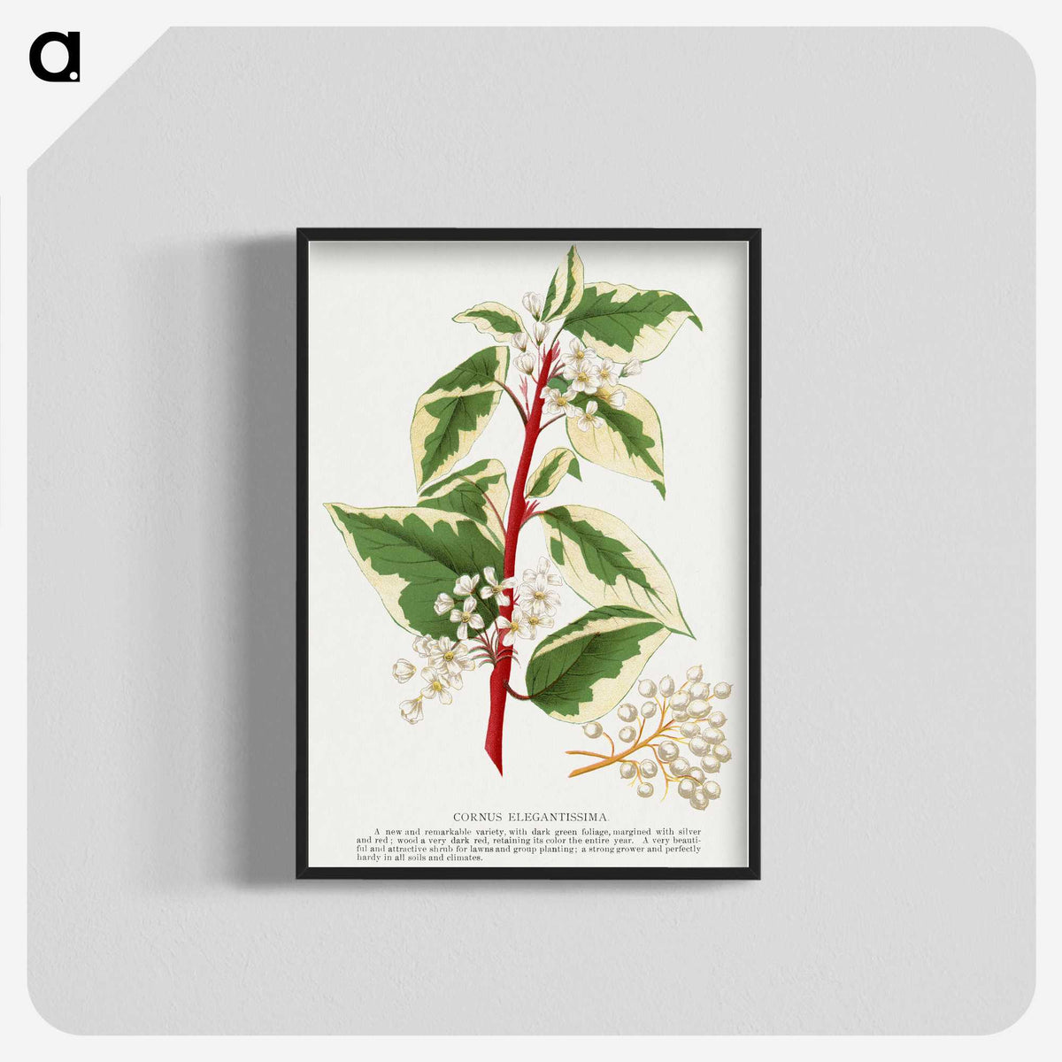 1-89_Botanical-Specimen-Plates_blk-crop