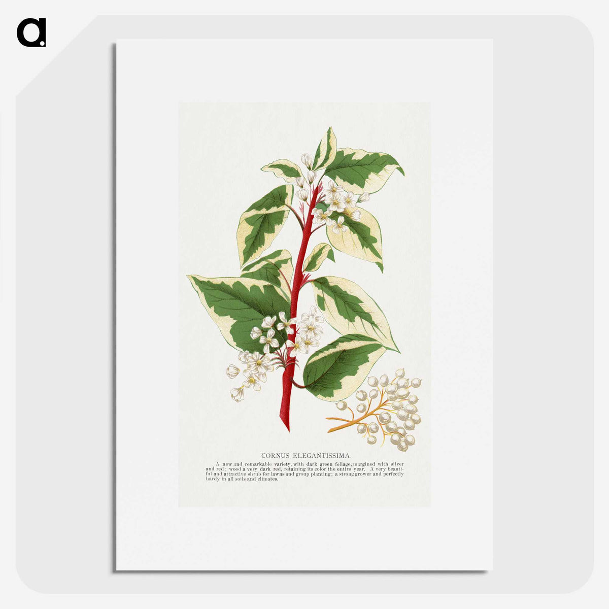 1-89_Botanical-Specimen-Plates_picture