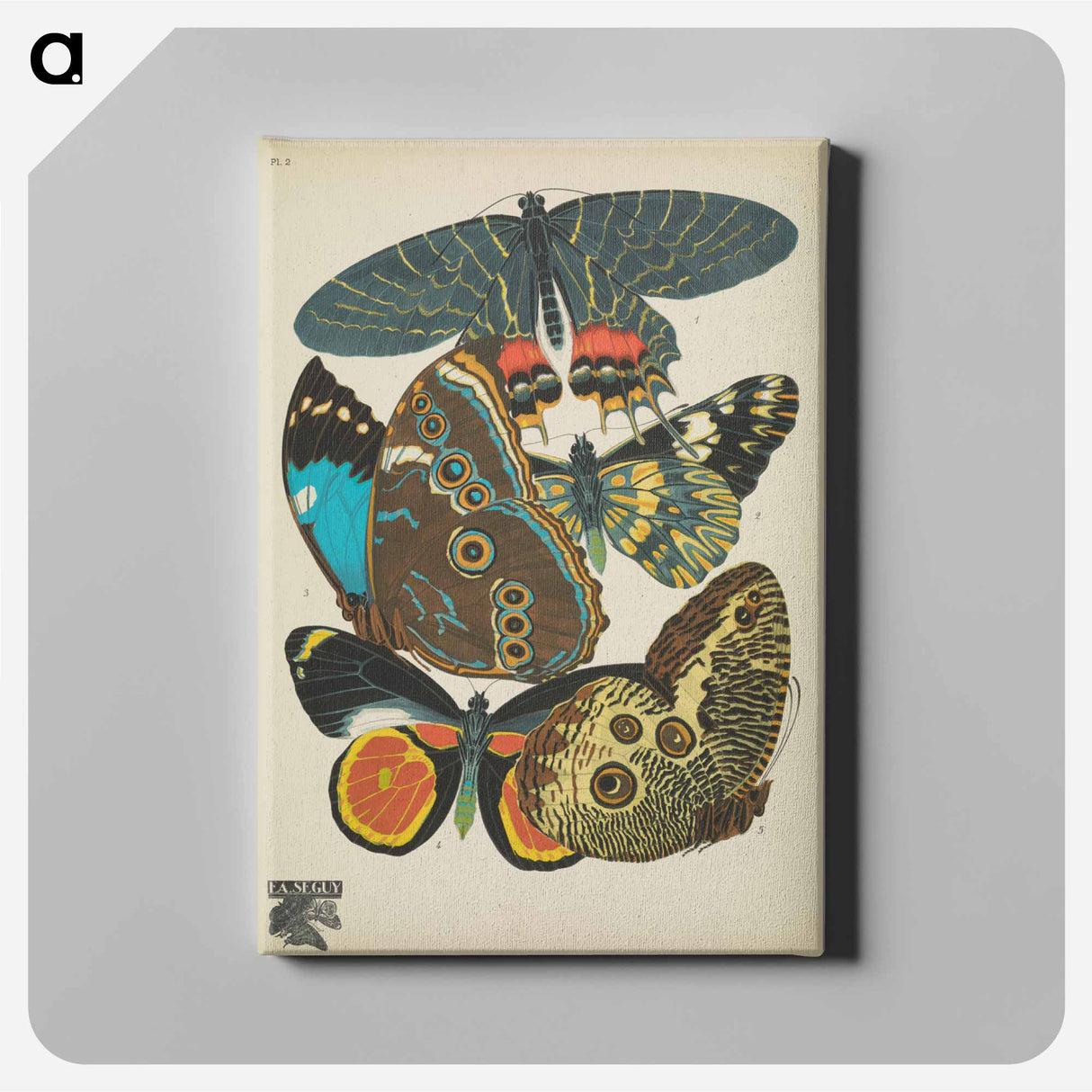 E.A. Séguy's vintage butterflies insect illustration - E.A.セギー Canvas.