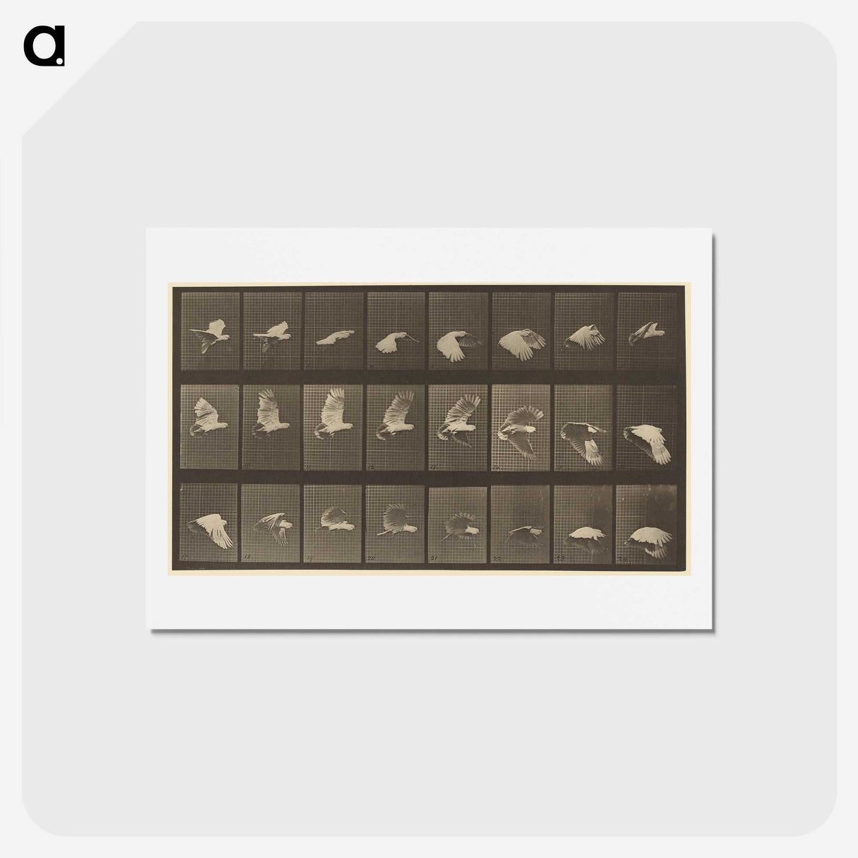 1-89_Eadweard-Muybridge_hagaki