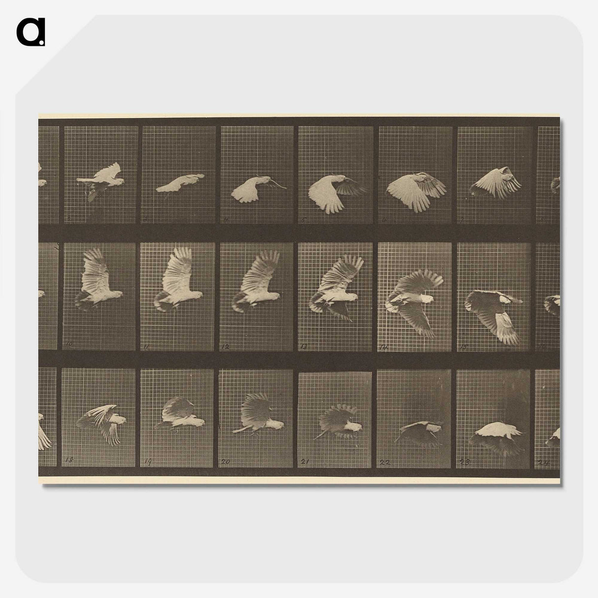1-89_Eadweard-Muybridge_picture-crop