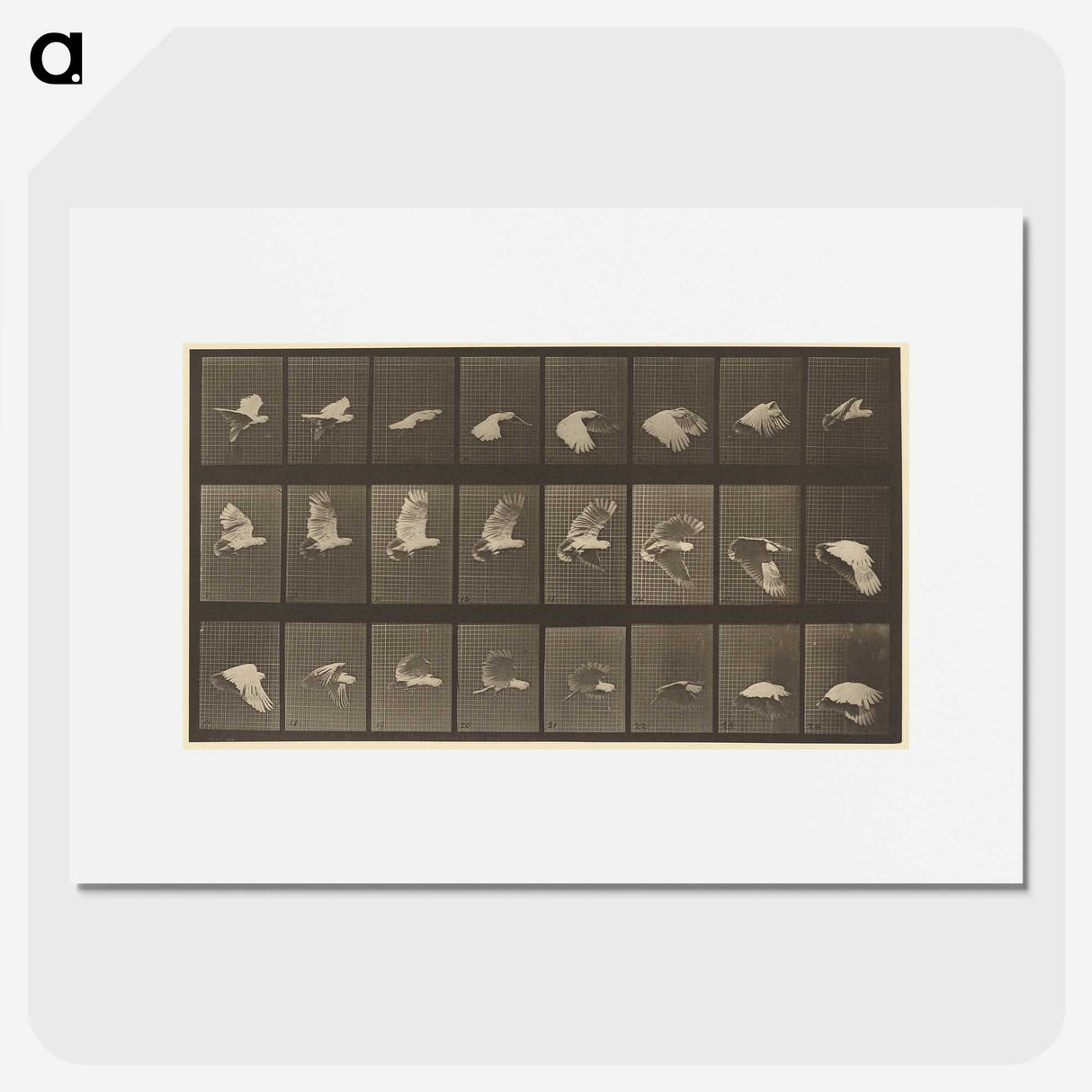 1-89_Eadweard-Muybridge_picture