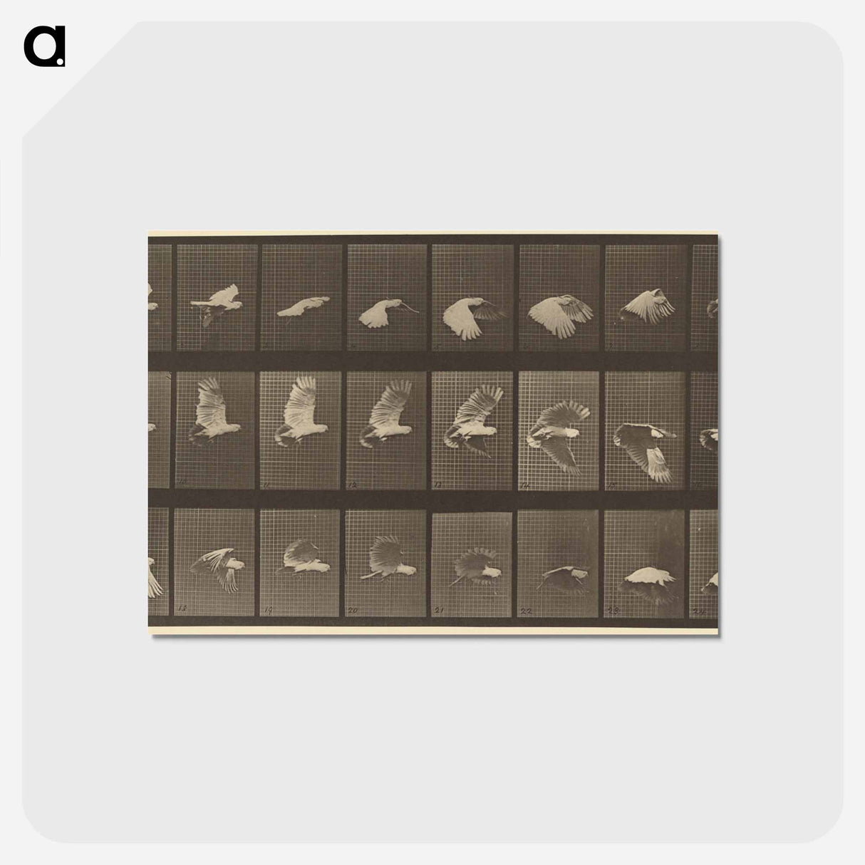 アートポストカード-Animal Locomotion
- エドワード マイブリッジ Postcard.