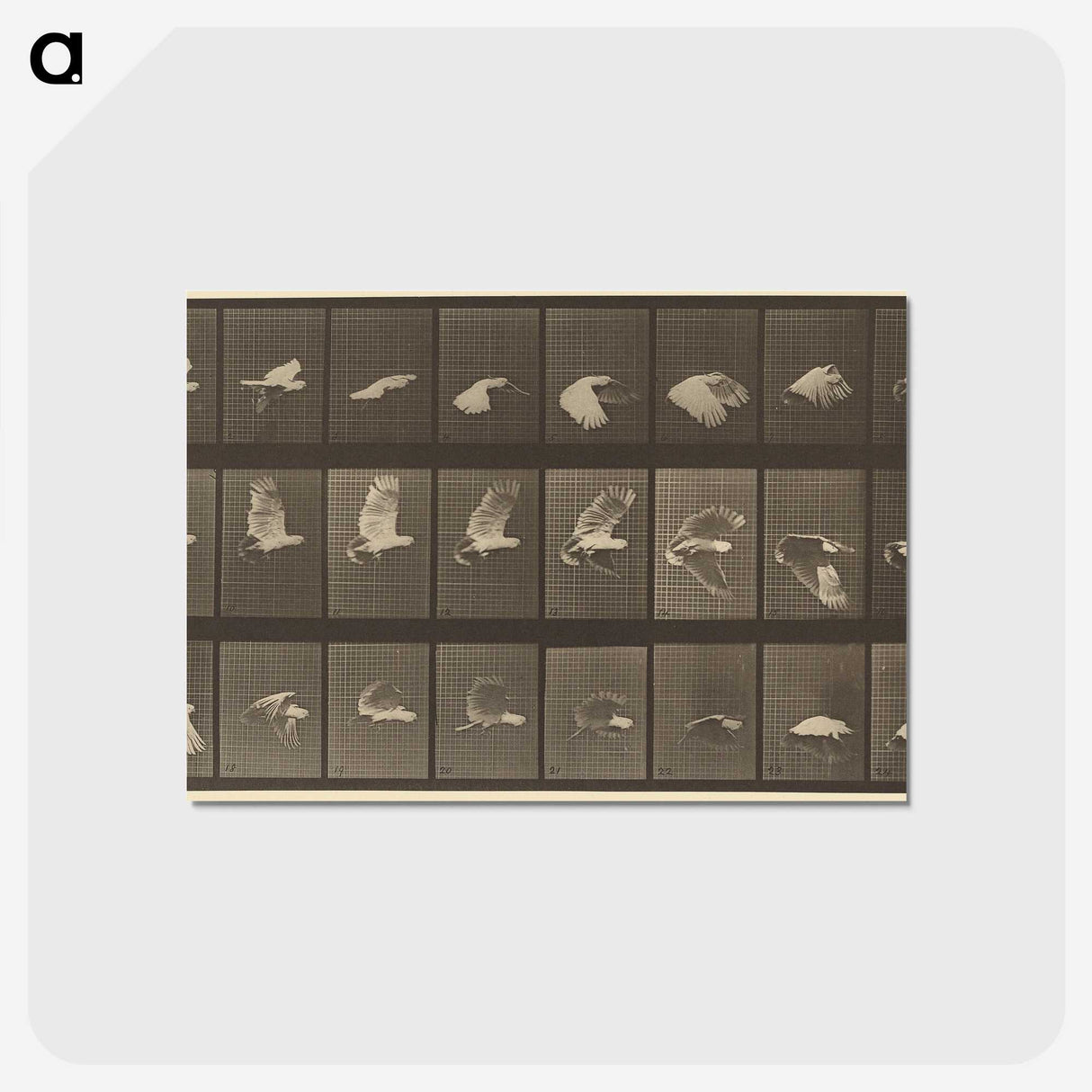 1-89_Eadweard-Muybridge_postcard