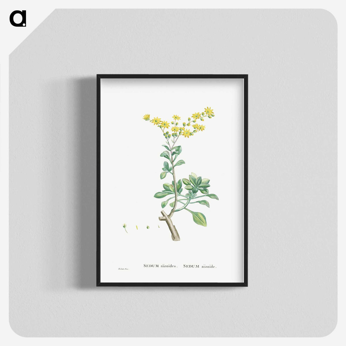 1-89_Histoire-des-Plantes-Grasses_blk-crop