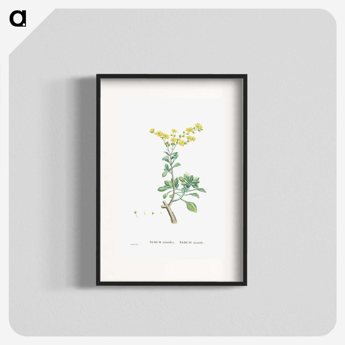 1-89_Histoire-des-Plantes-Grasses_blk