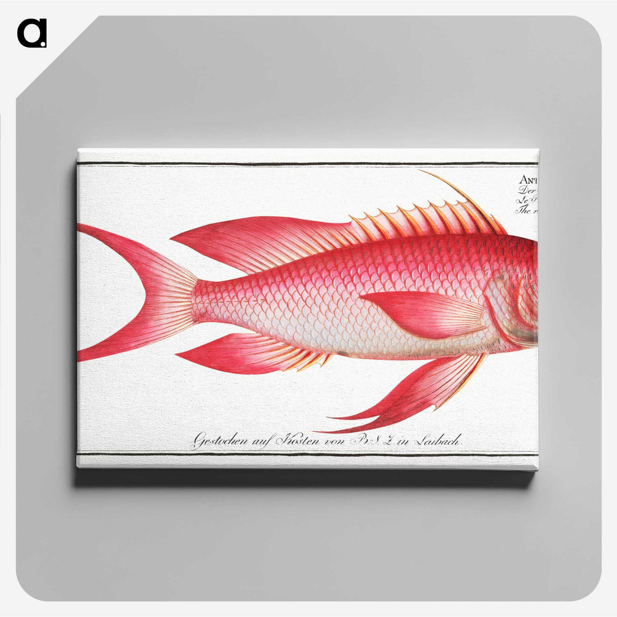 1-89_Ichtyologie-ou-Histoire-naturelle_canvas