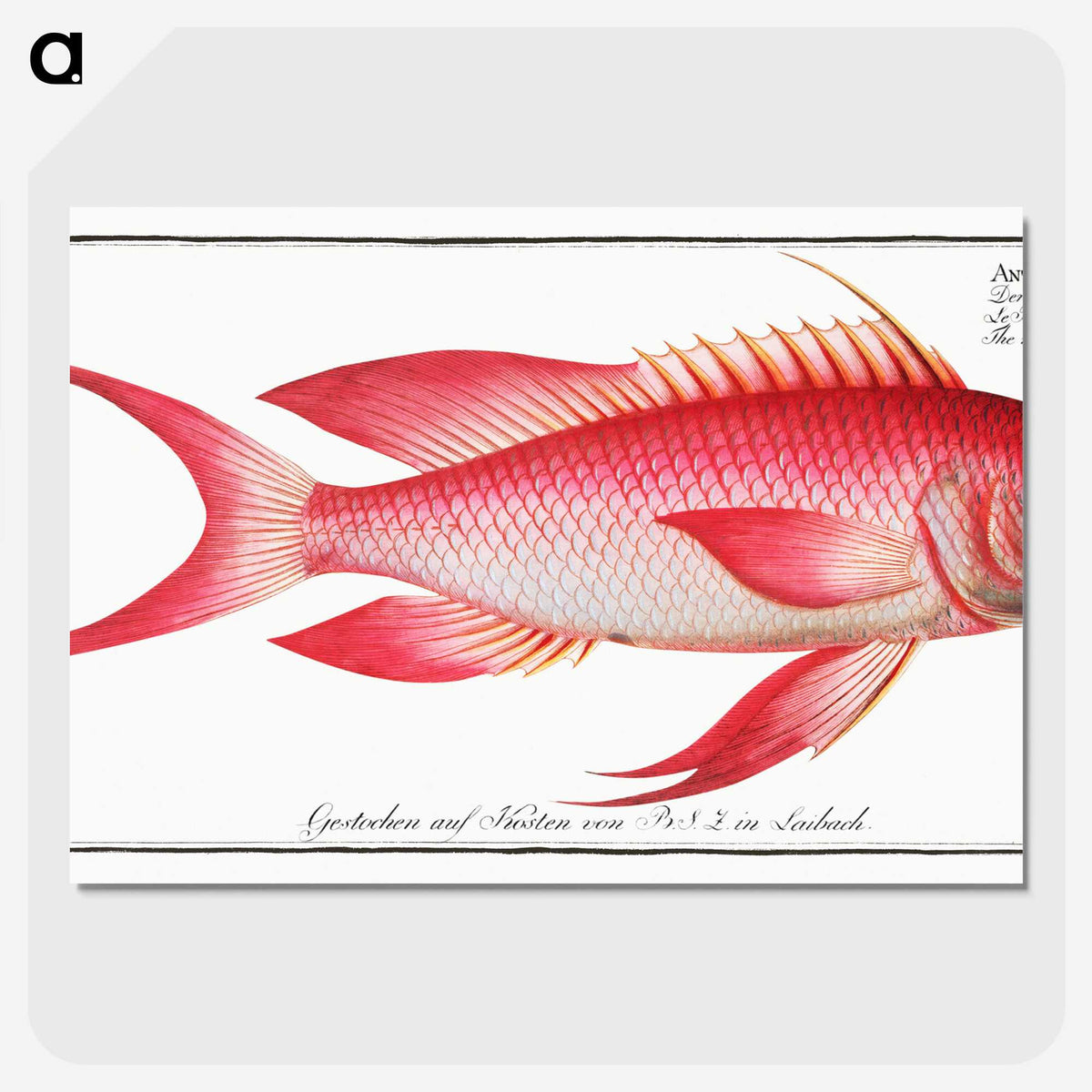 1-89_Ichtyologie-ou-Histoire-naturelle_picture-crop