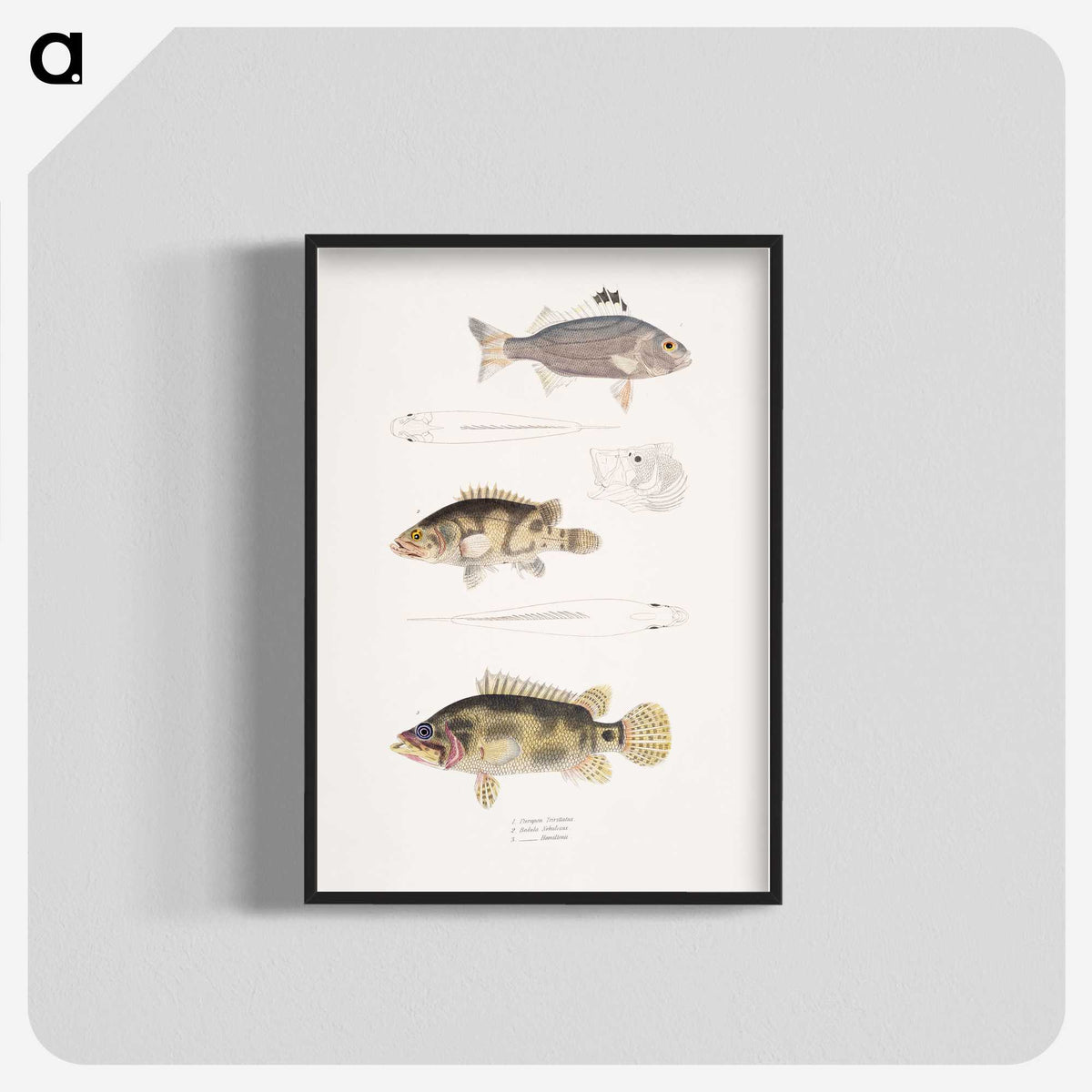 1-89_Indian-Zoology_blk-crop
