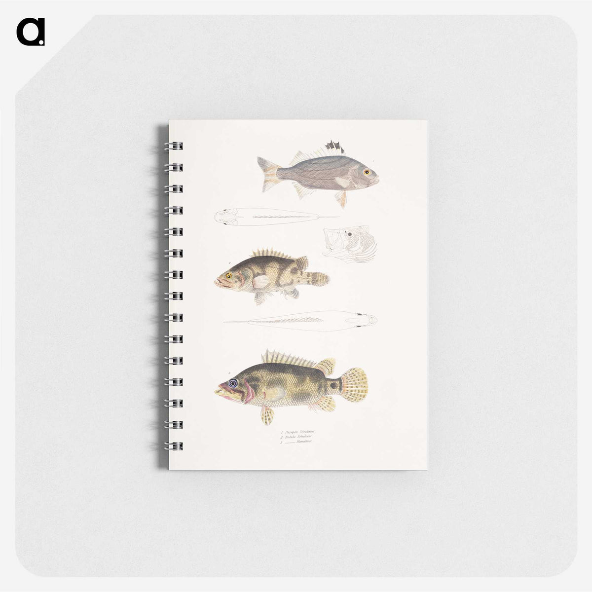 1-89_Indian-Zoology_memo