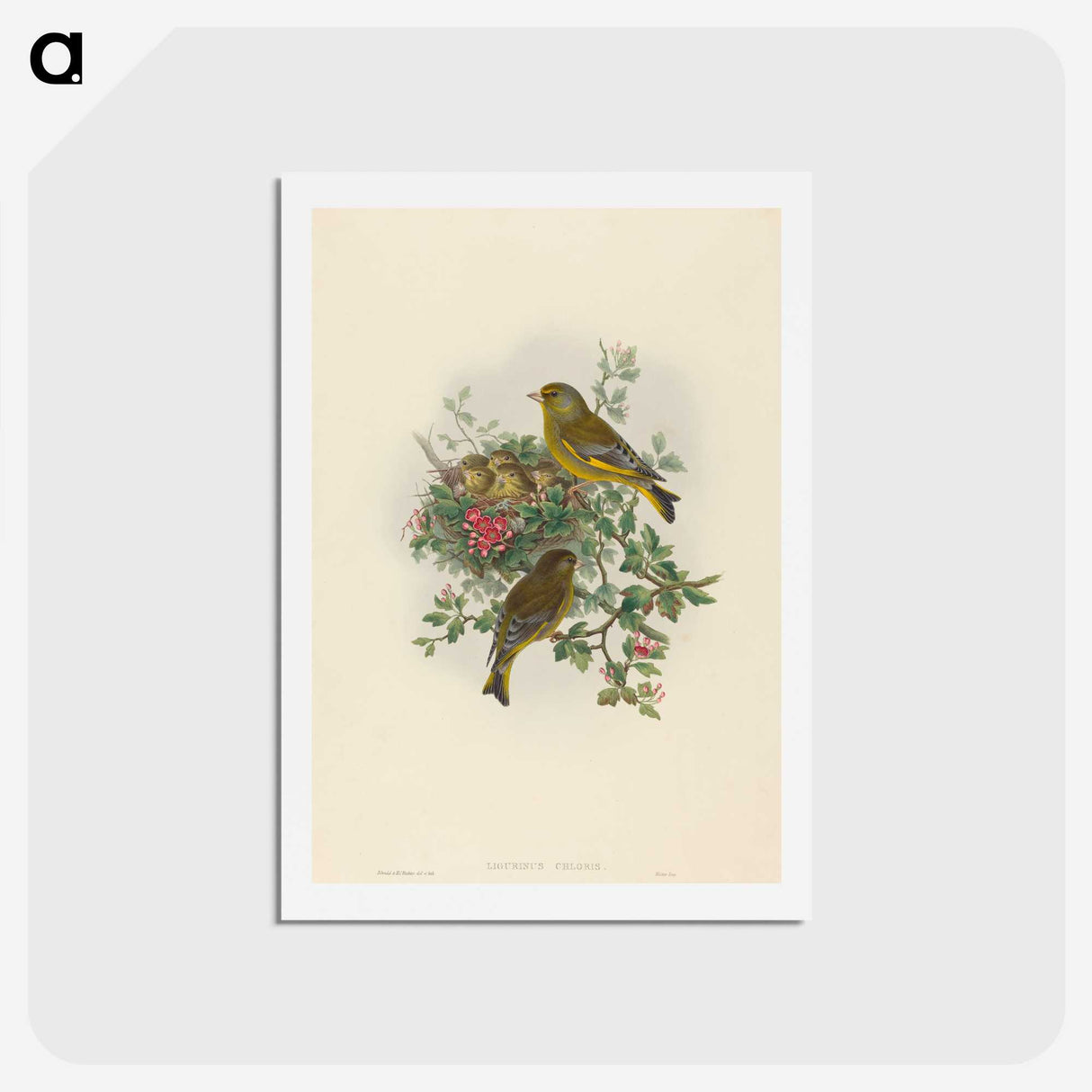 1-89_John-Gould_hagaki