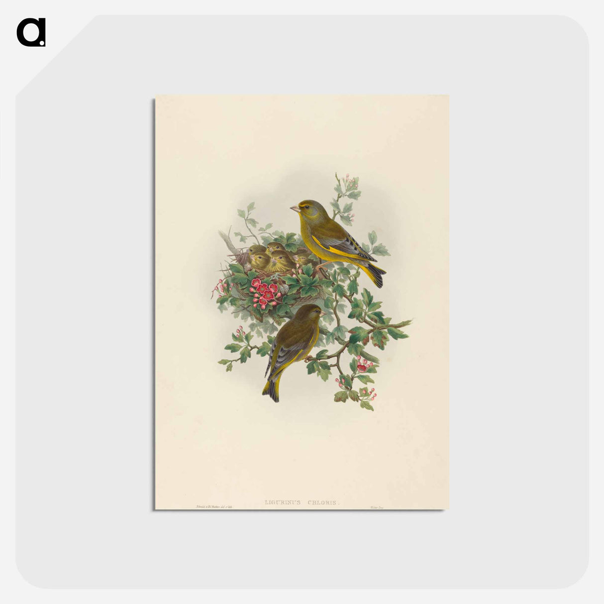 アートポストカード-Greenfinch
- ジョン グールド Postcard.