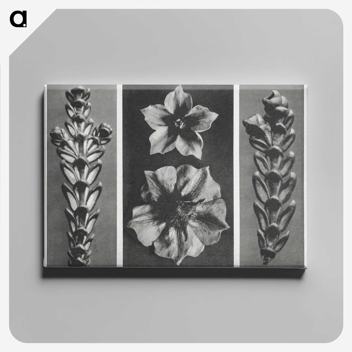 1-89_Karl-Blossfeldt_canvas