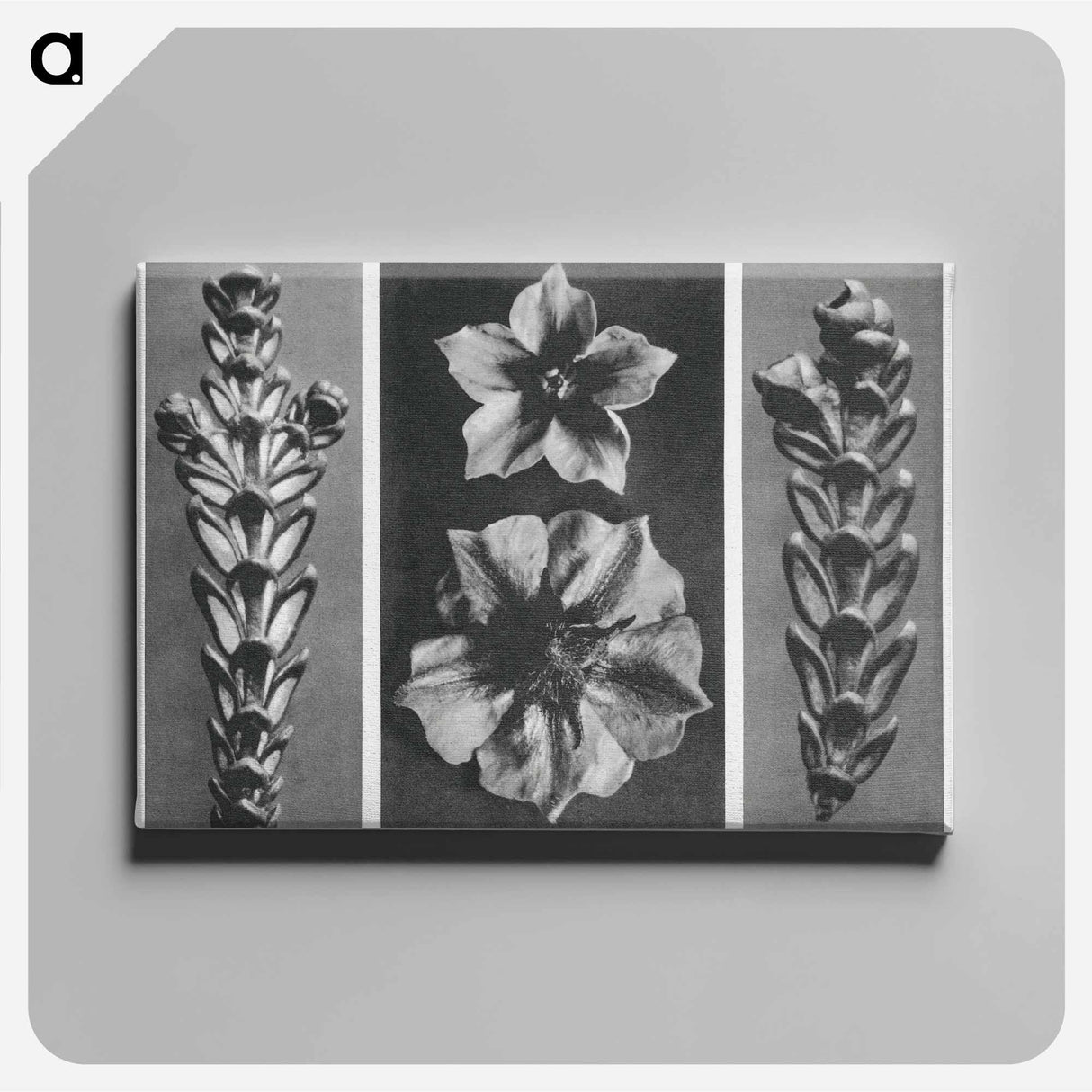 アートパネル-Thujopsis dolabrata enlarged 10 times, Solanum tuberosum (Potato) enlarged 5 times, and Thujopsis dolabrata enlarged 10 times from Urformen der Kunst by . Original from The Rijksmuseum. Digital - カール ブロスフェルト Canvas.