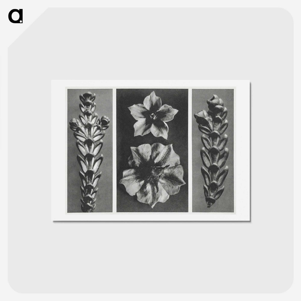 1-89_Karl-Blossfeldt_hagaki